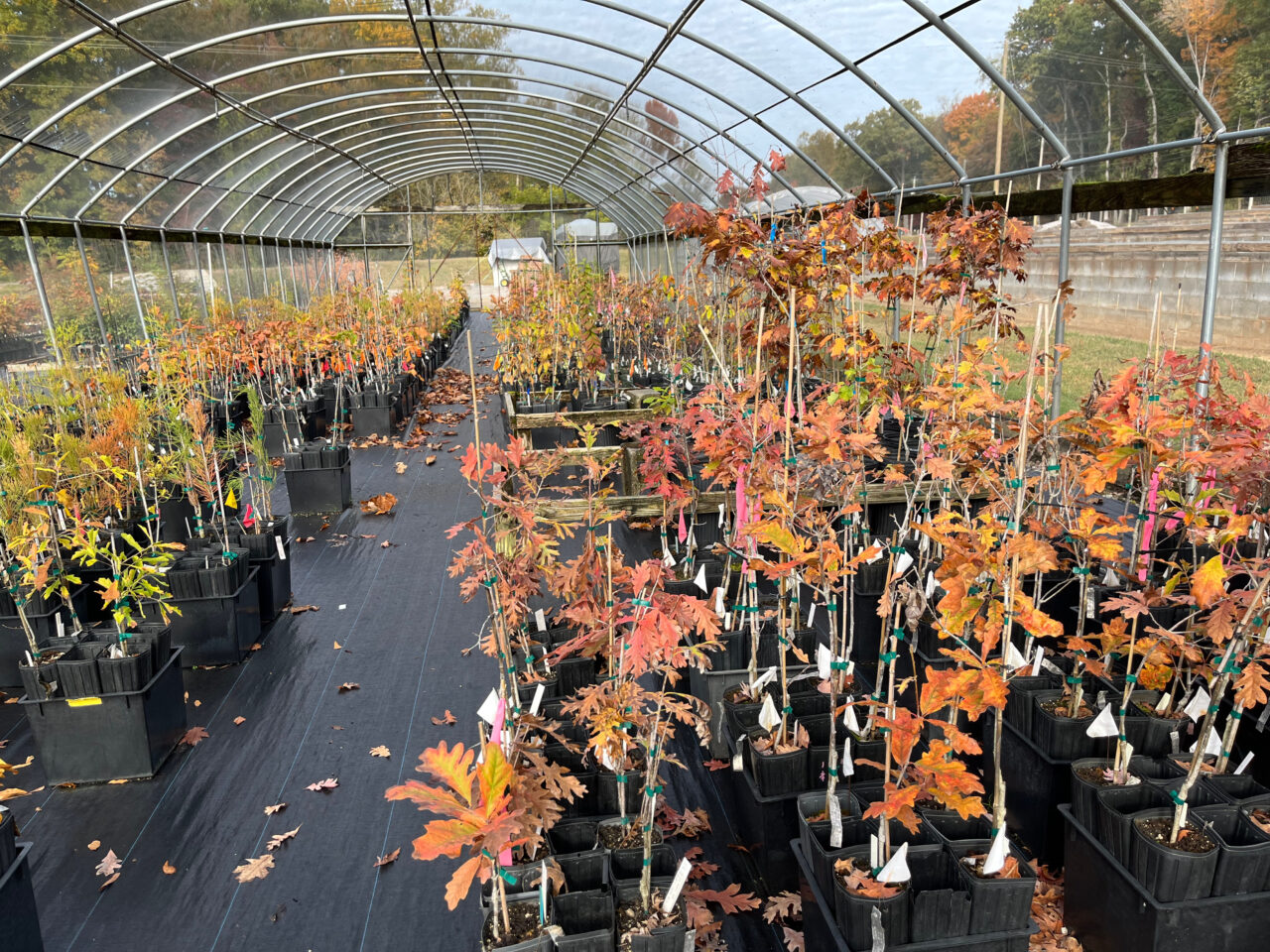 Department of Agriculture’s East Tennessee Seedling Nursery in Delano, Tenn., conducts research on tree health and grows seedlings for public and private reforestation, conservation and erosion control. Mitzy Sosa / American Forests