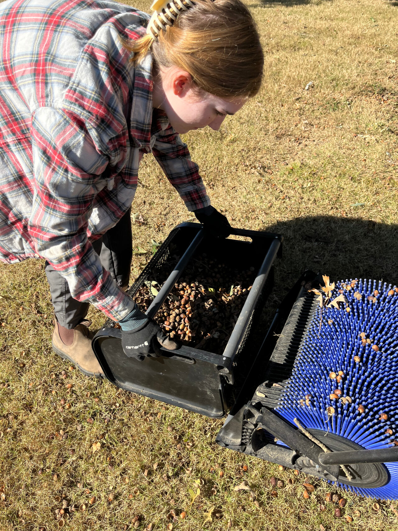 Victorson empties the Bag-A-NutTM acorn harvester. She analyzes data throughout the year to determine the time when acorns drop to the ground and are ripe for collecting. Mitzy Sosa / American Forests