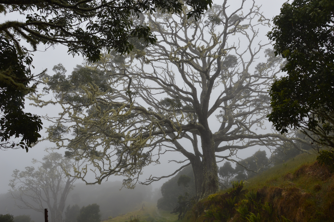 An old and moss-covered Acacia Koa looming through the morning fog at Hakalau Forest National Wildlife Refuge on the Big Island of Hawaii. This tree is likely around 250 years old and was spared from a clear cut intended to expand pasture grazing land for the islands ranching industry. While it once provided much needed shade for animals and ranchers on sunny days, it now stands as a reminder of what the composition of the old, closed canopy forest once was. CREATOR Kenneth Davidson (American Forests)