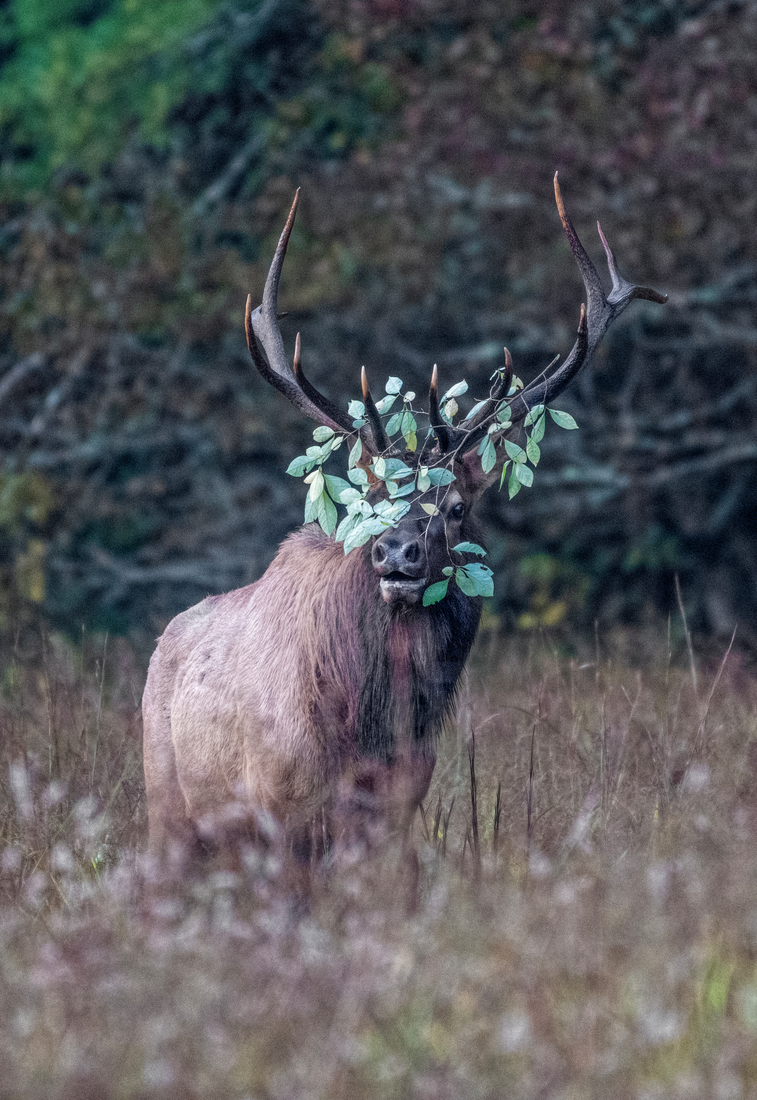 A small branch attached to the antlers of a bull elk during the fall rut in the Cataloochee Valley, Great Smoky Mountains National Park, NC CREATOR Neil Jacobs