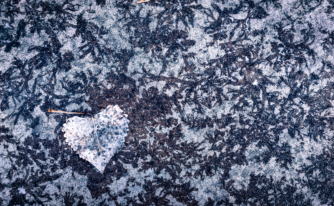 Forest Close-Ups. The dendritic pattern in the hoar frost mimic's the frozen Cottonwood leaf. CREATOR Ed Neville