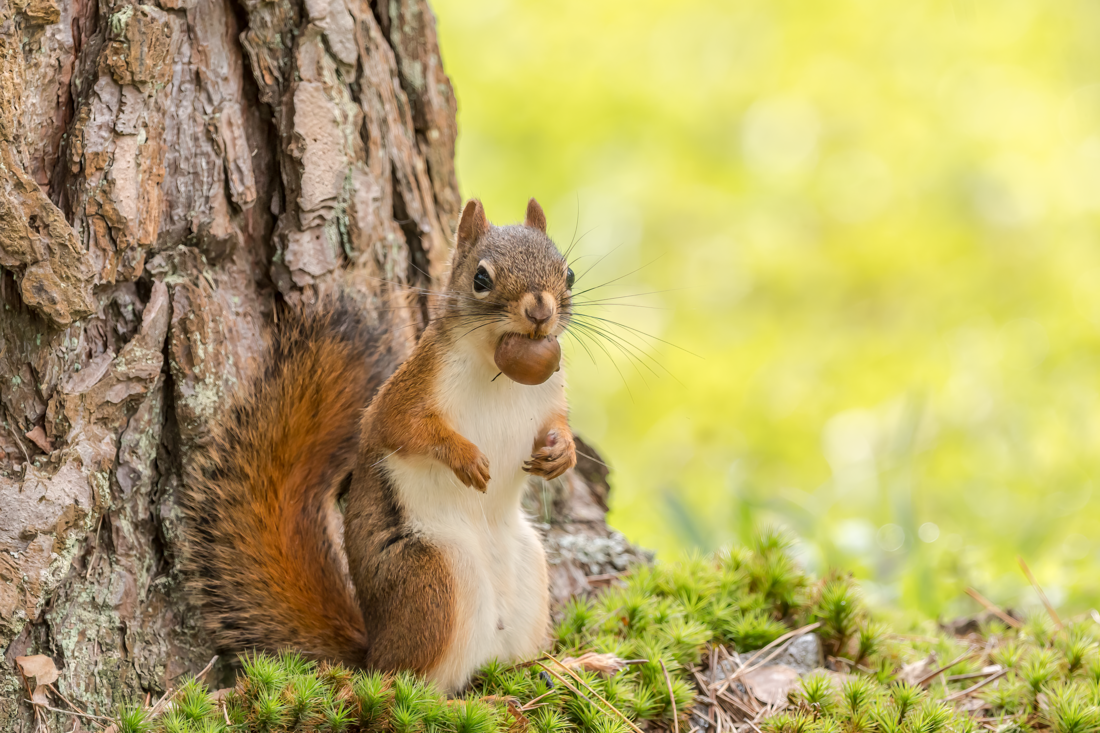 As the winter months loom ahead, a Red Squirrel rests momentarily before scampering back up a Hickory Tree to stash a nut in his tree cavity den which is about the size of a baseball. Nearby Oak Trees are helping to fill his pantry, as well as the abundance of Hickory nuts that are falling to the ground from his tree. CREATOR Melissa C. Rowell (Facebook) MELISSA_ROWELL