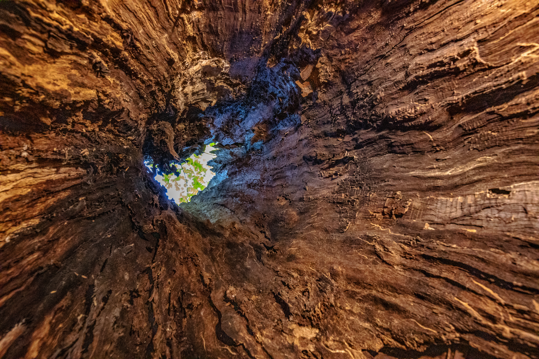 The view looking up from inside a dead tree with the top broken off for the Nature as Art category CREATOR Dave Bishop