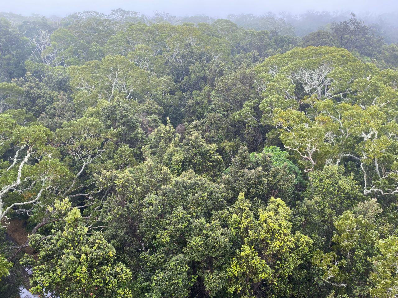 Picture of Hawaiian forests Courtesy of Pilina ‘Āina