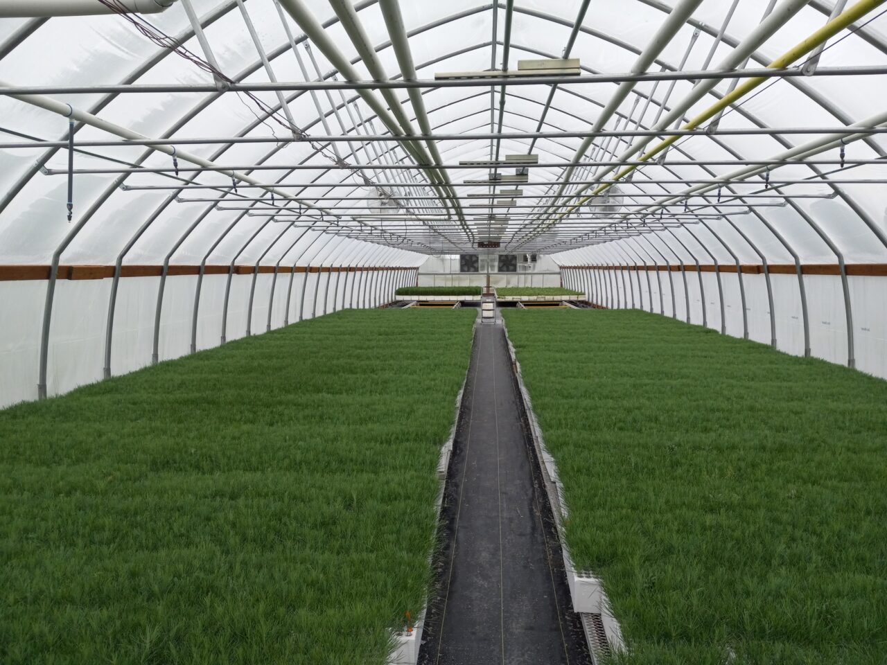 Ponderosa pine seedlings grow in the new Anaconda greenhouse at the Montana Conservation Seedling Nursery. With the addition of the greenhouse, the Missoula nursery will be able to grow 239,000 more seedlings every year, including for the Northern Cheyenne Tribe.