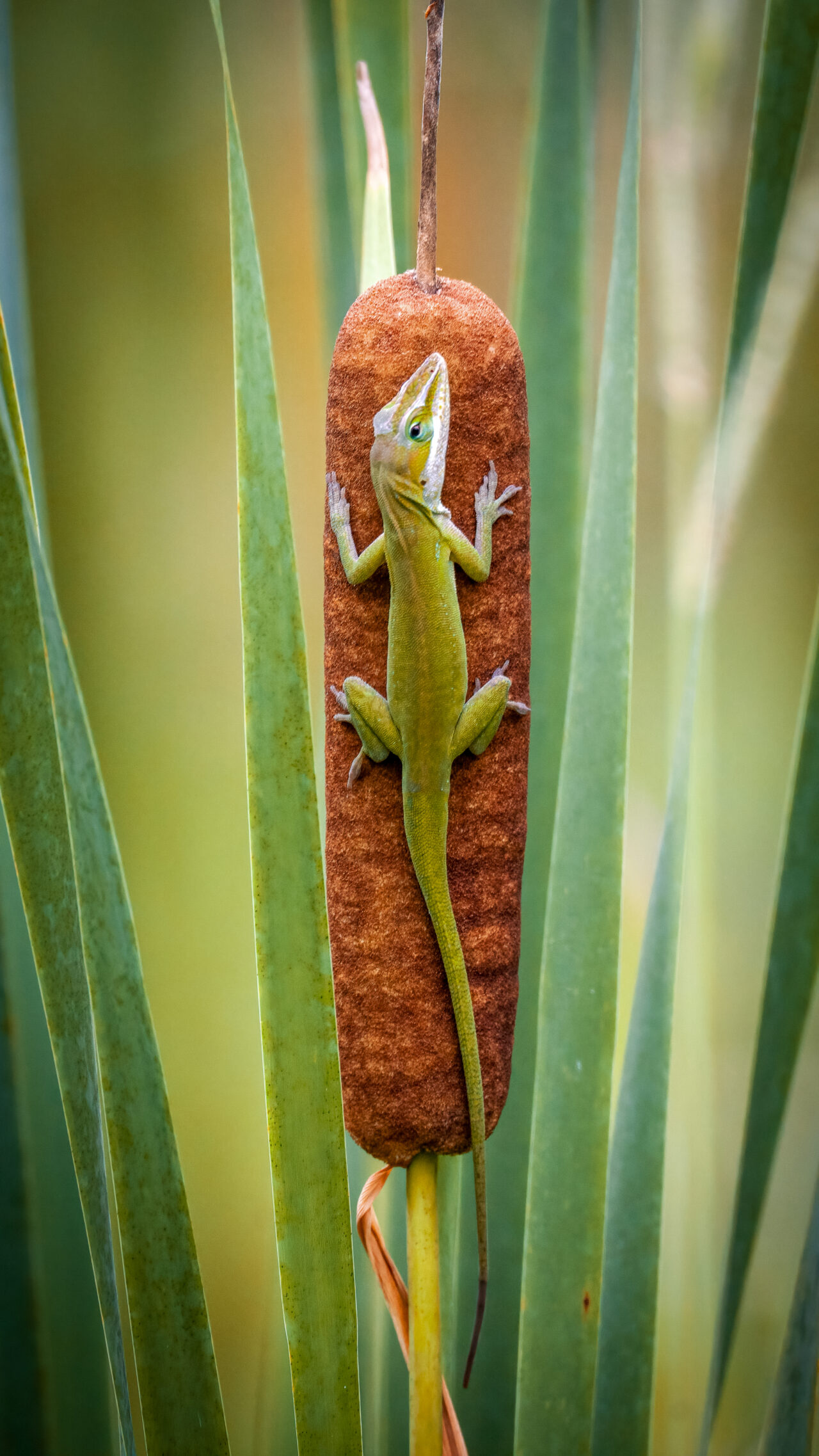 “Anole’s Nine Lives” by Alyssa Hussey