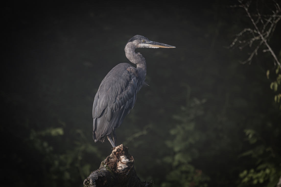 I shot this lovely Blue Heron while canoeing on the Clinch River in Norris Dam State Park. For the Forest Wildlife category. CREATOR Tennessee Photographs Insta: @tnphotographs David Duplessis
