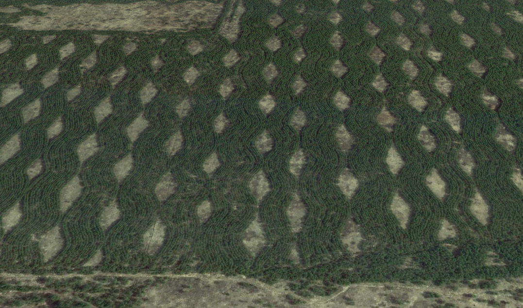 Aerial images show jack pines planted in undulating waves that provide habitat to migrating warblers.