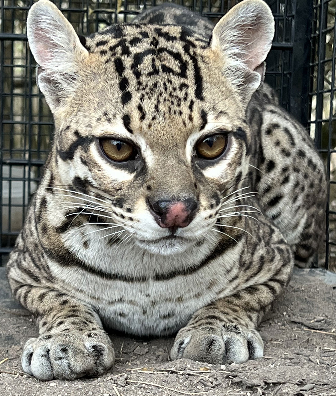A young female ocelot waits to be examined in a trap set at El Sauz Ranch. At the time of this photo, she is 2 or 3 years old. A year later, researchers capture her once more and notice she has given birth to a litter of kittens since they last saw her.