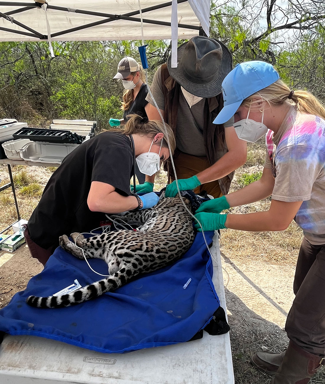 Dr. Ashley Reeves, a research veterinarian with The East Foundation, performs a health check on an ocelot captured at El Sauz Ranch. She is assisted by student researchers Aidan Branney, Georgia Harris and Tyler Bostwick.