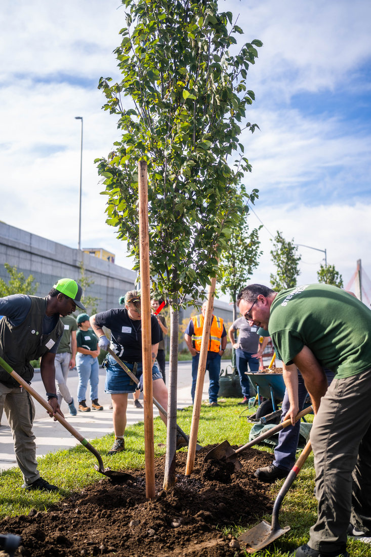 DESCRIPTION Bulleit NYC Planting, September 12th 9am-12pm Long Island City/Maspeth Corner of Laurel Hill Blvd & 54th Ave American Forests’ Tree Equity Event Hosted by NYC Parks Tree Time Sponsored by Bulleit We will plant 50 trees on Review Avenue from 56th Road to 37th Street and Laurel Hill Blvd between 54th Av and 56th Road. Both locations have a Tree Equity Score of 65. On Review Avenue, just a block away from Newtown Creek and sandwiched between Greenpoint Brooklyn and Long Island City Queens this stretch of Review Avenue is currently treeless. Without any trees, folks walking this sidewalk are not only hit directly by sun but also reflected heat from the tall stone wall next to them. The proposed trees will shade pedestrians as well as this wall combating one hyper local factor that contributes to the heat island effect. The neighborhoods along Newtown Creek have been disproportionately impacted by the past 150 years of industrial activity along the waterfront and increasing canopy cover for this community is an issue of equity. Both the Brooklyn Queens Expressway and the Long Island Expressway present ongoing air quality challenges that trees will help mitigate. This stretch of Laurel Hill Blvd runs between the Kosciuszko Bridge and Calvary Cemetery and features a sidewalk, two lanes of traffic, and the bike lane that leads onto the bridge and over Newtown Creek. There are zero trees along this section of road. There is ample space between the sidewalk and fence line to plant large canopied trees that can provide much needed shade for cyclists and pedestrians alike. CREATOR NYC Parks Tree Time, American Forests/Tree Time/Leonid Clim