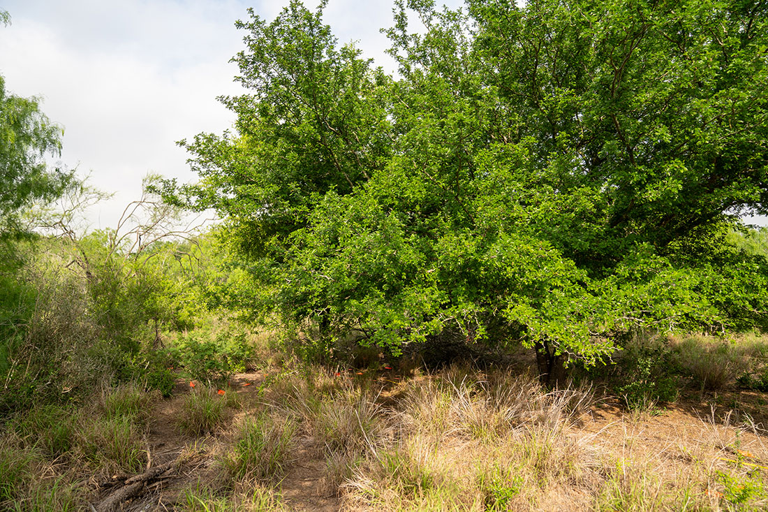 A Texas ebony tree grows on a landscape that was restored by the U.S. Fish and Wildlife Service in 1996.