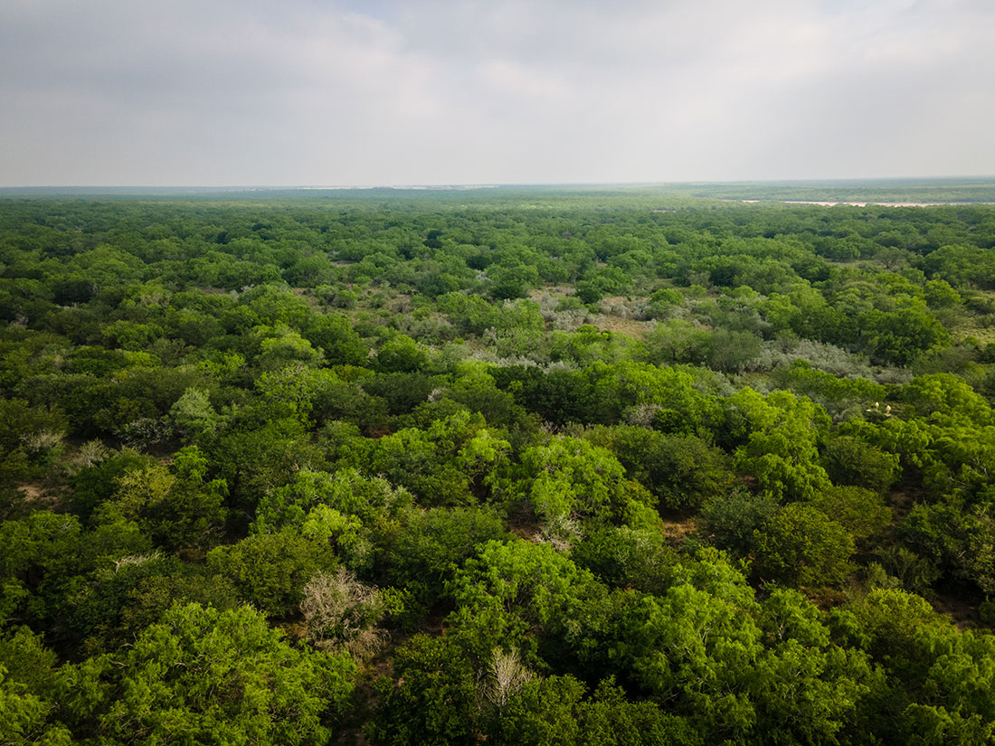 Thornforests grow at La Sal Del Ray, part of the Lower Rio Grande Valley National Wildlife Refuge. Less than 10% of pre-1930’s thornforests remains in the Valley.