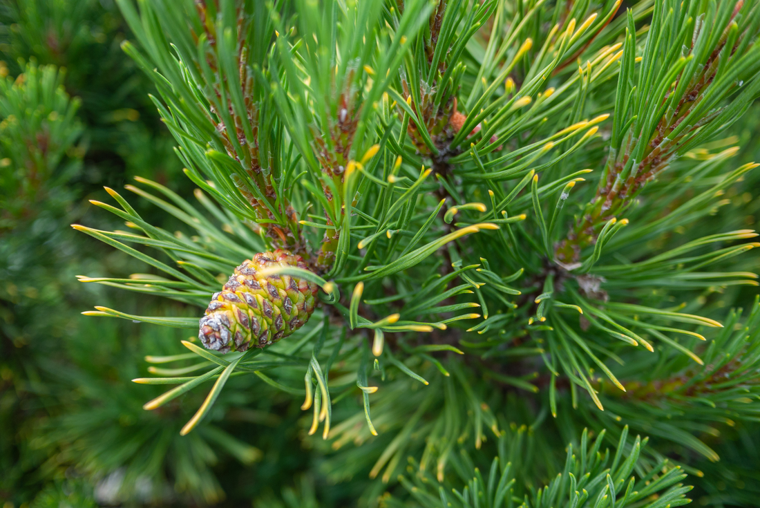 A cone grows on a jack pine. Jack pine in Michigan are being managed so these important trees can once more provide habitat to the Kirtland’s warbler.