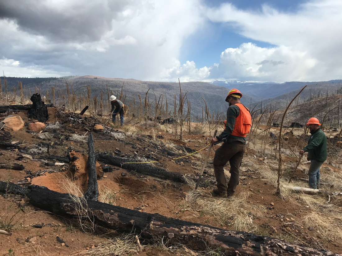 2021 American Forests plantings in the burn scar of the King Fire in Eldorado National Forest CREATOR Luis Vidal