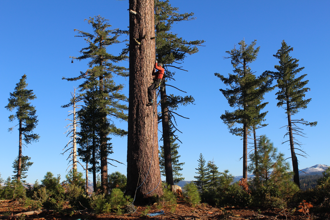 American Forests found a shortage of MGR Sugar Pine trees in California's forests after the Caldor Fire. These trees are crucial for reforestation due to their resistance to a fatal disease. We aimed to identify and sample new MGR trees to ensure a future seed source for the region. Over 200 candidate trees were surveyed, and 151 needle samples were collected for genetic testing. The samples were delivered to laboratories for processing and documentation. December of 2021, 151 needle samples were delivered to the USFS. They will be processed, documented and sent to one of 2 laboratories in the region capable of carrying out the genetic testing. CREATOR Luis Vidal / American Forests