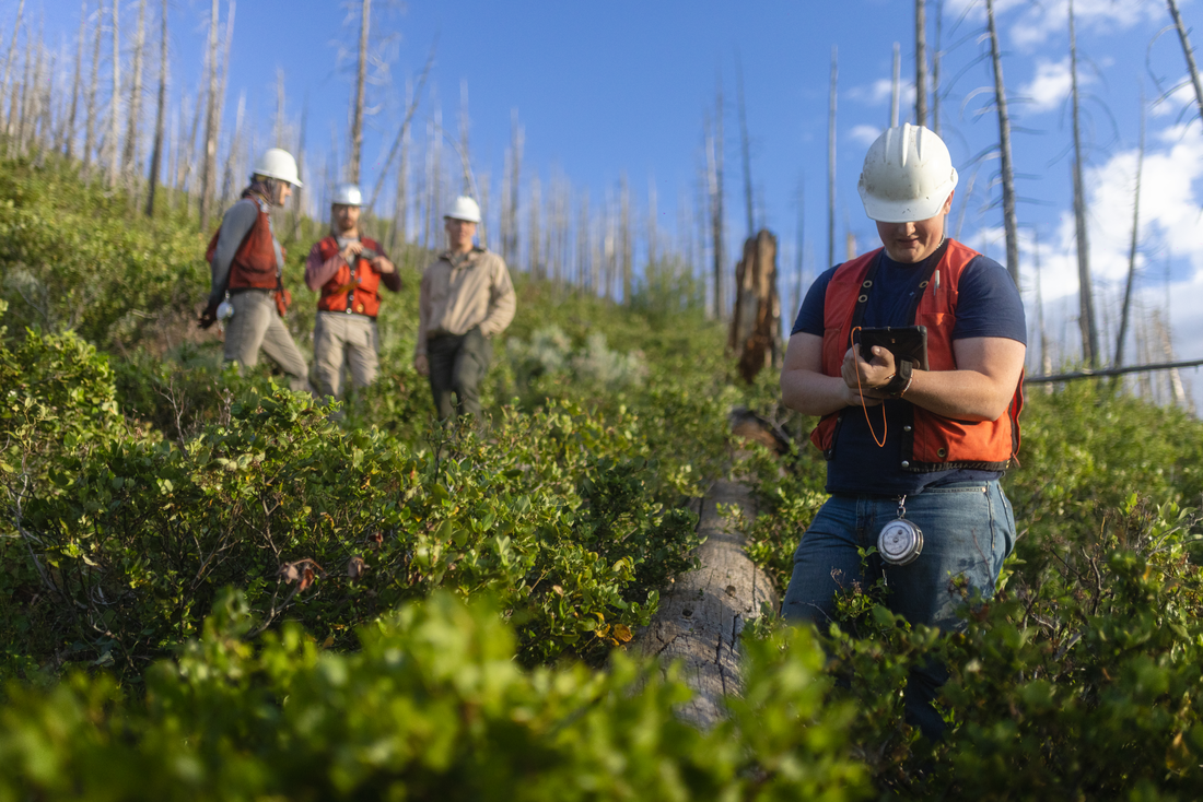 American Forests team performs forest restoration activities including natural regeneration surveys, cone surveys and flagging at a site in the Fremont Winema National Forest post Barry Point Fire. CREATOR Andrew Studer