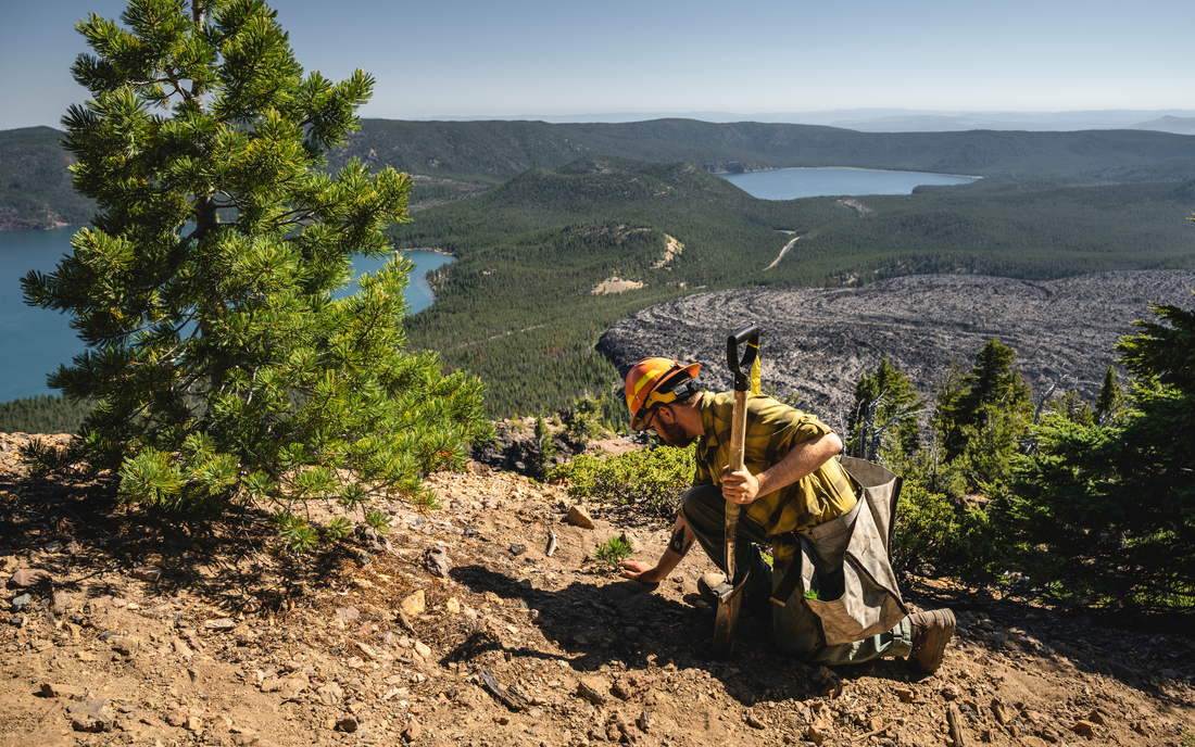 Two years later: The fight to save the whitebark pine continues ...