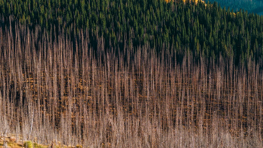 Forests burned from the 2018 Burro fire, and forest spared. San Juan National Forest, Colorado. default CREATOR Matthew Tangeman