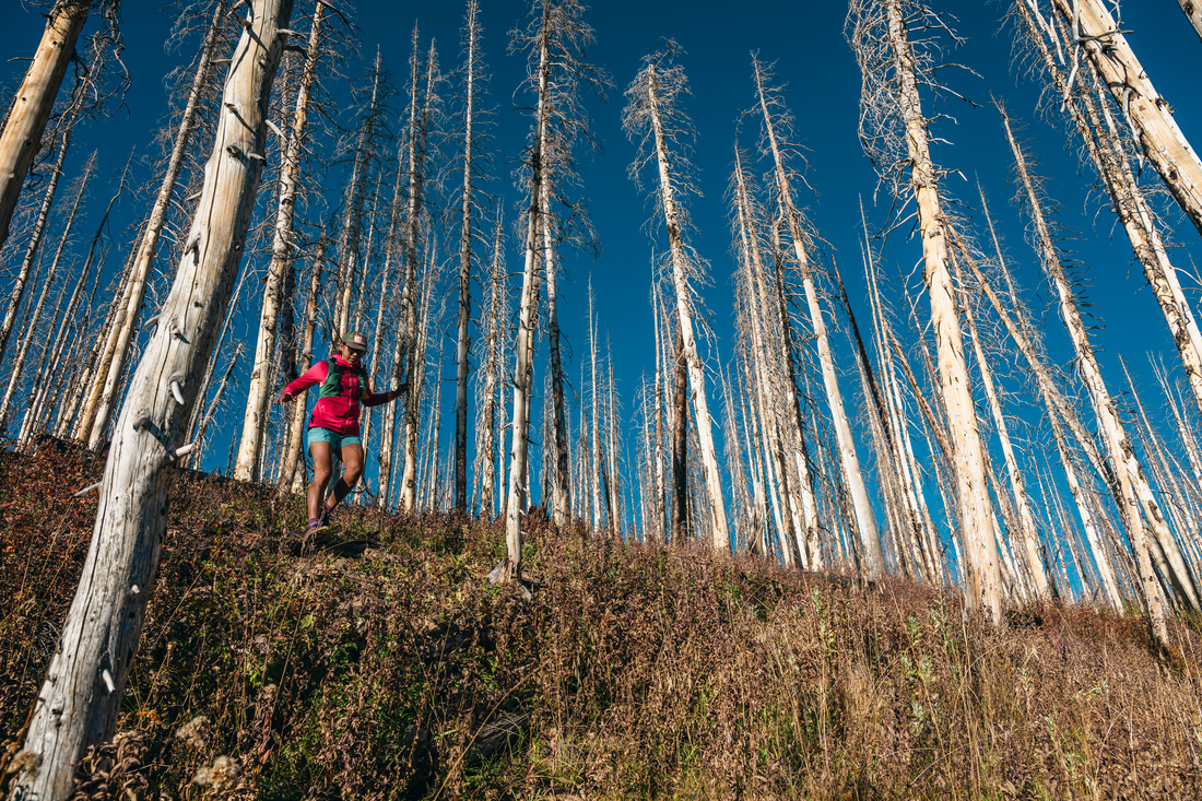 Dani Reyes-Acosta moving through a stand of dead timber from the 2018 Burro Fire, San Juan National Forest, Colorado.