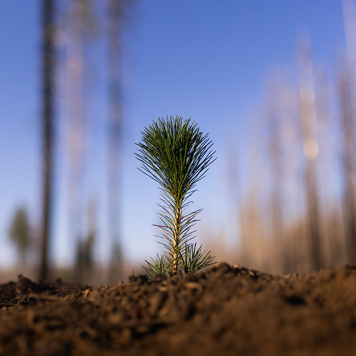 Seedling