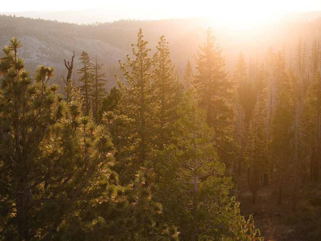 Going back to the future at American Forests - American Forests