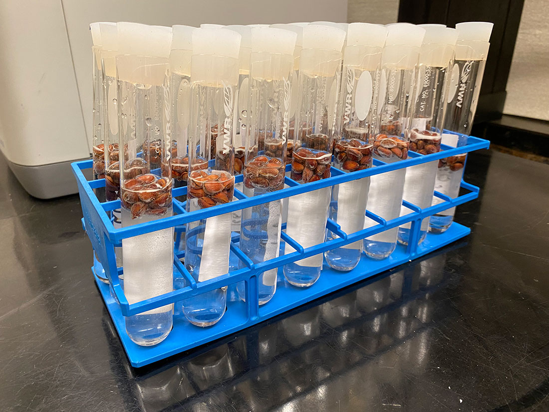 At his lab in Davis, Calif., University of California, Davis graduate student Brian Allen soaks whitebark pine seeds overnight in water and peroxide to loosen the seed coat.