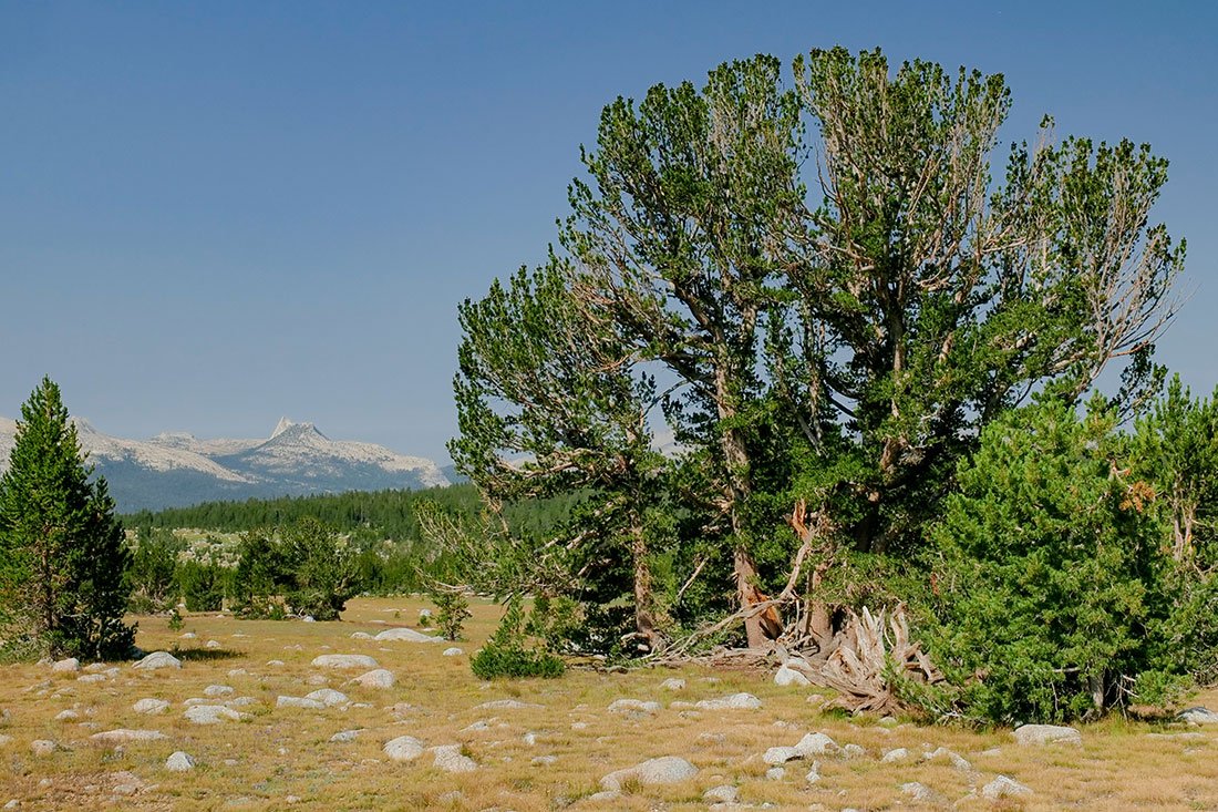 Whitebark pine, deceptive in their simplistic beauty, are an iconic species to many high-elevation ecosystems such as the characteristic granite mountains of Yosemite National Park pictured here.