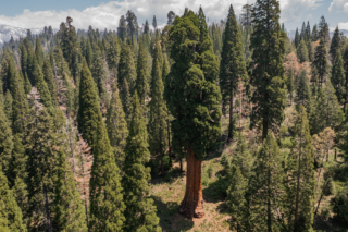 Day 2 of Cone Camp in the Mountain Home Demonstration Forest. Ariel of Giant Sequoia and surrounding forest., These photos were part of magazine reporting and photography project that took place in the Southern Sierra Nevada Mountains between June 1 and June 7, 2023. Photos depict: (1) Cone Camp, a regional training focused on building up cone surveying and restoration monitoring skills among foresters. During Cone Camp, a variety of experts presented on best techniques and practices for cone collection and demonstrated activities like tree climbing and cone cutting. (2) A burn scar in Sequoia National Forest created by the Rough Fire, where the land had been prepped and replanted with a mix of seedlings, including giant sequoias. Kat Barton, Caitlin Edelmuth, and Noé Romo Loera with American Forests, as well as Joshua Miller, demonstrated sequoia planting and manual release (clearing excess vegetation). (3) Surveying for natural regeneration on a burn scar in Sequoia National Forest created by the Castle Fire. Kat Barton, Caitlin Edelmuth, and Noé Romo Loera demonstrated how to survey for a group of forestry technicians with the California Conservation Corps. On this day, we also visited Alder Creek, property owned by the Save the Redwoods League, to visit the Stagg Tree. Timothy Borden can be seen talking about giant sequoias., To learn more, read: https://www.americanforests.org/article/a-giant-task-fixing-californias-reforestation-pipeline/ CREATOR Mark Janzen / American Forests