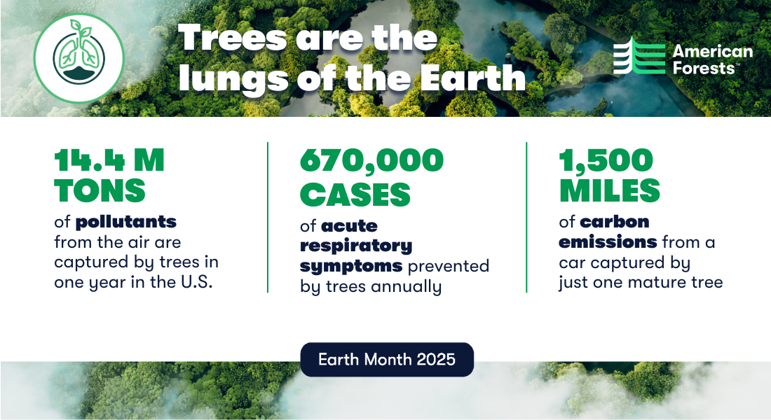 Infographic of the following stats about the benefits of trees for the air we breathe: In just one year, trees across the U.S. filter 17.4 million tons of pollutants from our air, preventing 670,000 cases of acute respiratory symptoms annually. Within our cities, just one mature tree can capture the carbon emissions of one car driving 1,500 miles.