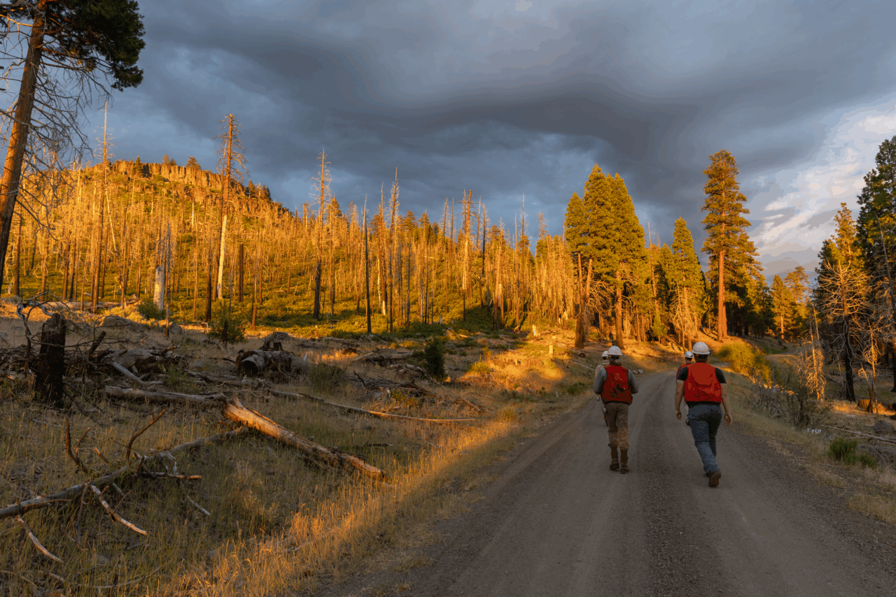 American Forests team performs forest restoration activities including natural regeneration surveys, cone surveys and flagging at a site in the Fremont Winema National Forest post Barry Point Fire CREATOR Nick Grier