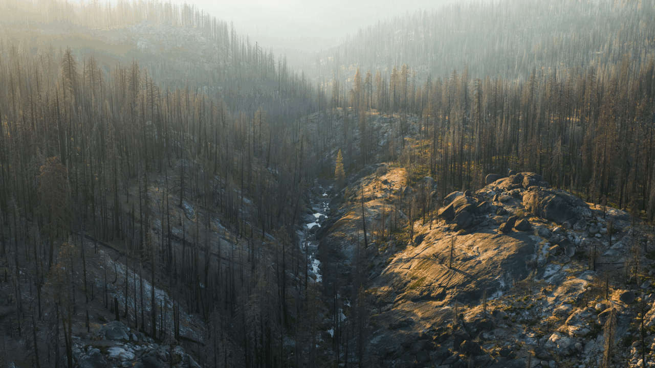 Burnscar in the El Doradao National Forest CREATOR Andrew Studer