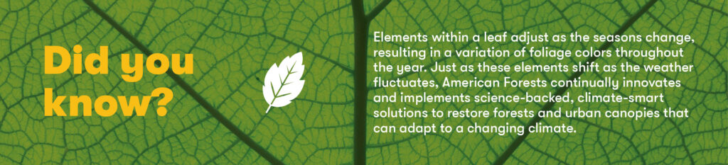 Did you know? 
Elements within a leaf adjust as the seasons change, resulting in a variation of foliage colors throughout the year. Just as these elements shift as the weather fluctuates, American Forests continually innovates and implements science-backed, climate-smart solutions to restore forests and urban canopies that can adapt to a changing climate.