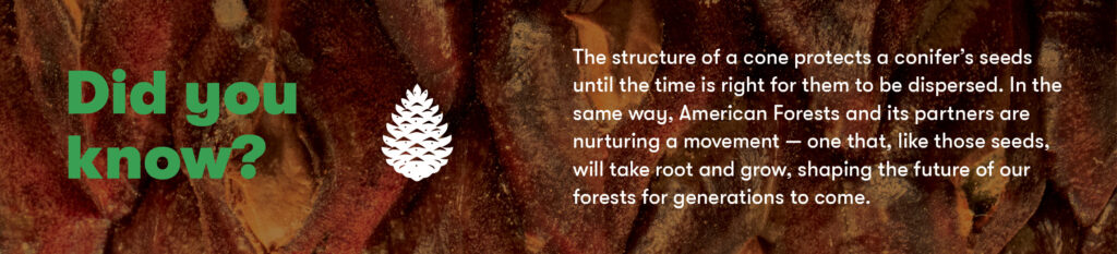 Did you know? 
The structure of a cone protects a conifer’s seeds until the time is right for them to be dispersed. In the same way, American Forests and its partners are nurturing a movement — one that, like those seeds, will take root and grow, shaping the future of our forests for generations to come.