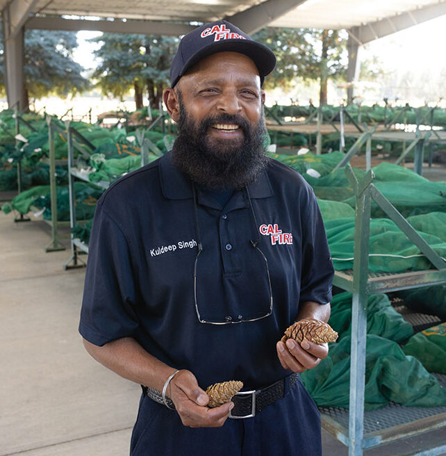 Processing cones at CAL FIRE's LA Moran Nursery in Davis, CA. Kuhldeep Singh, Reforestation Services Operations Manager, CAL FIRE holds a cone.