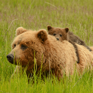 Mama and baby grizzly bear