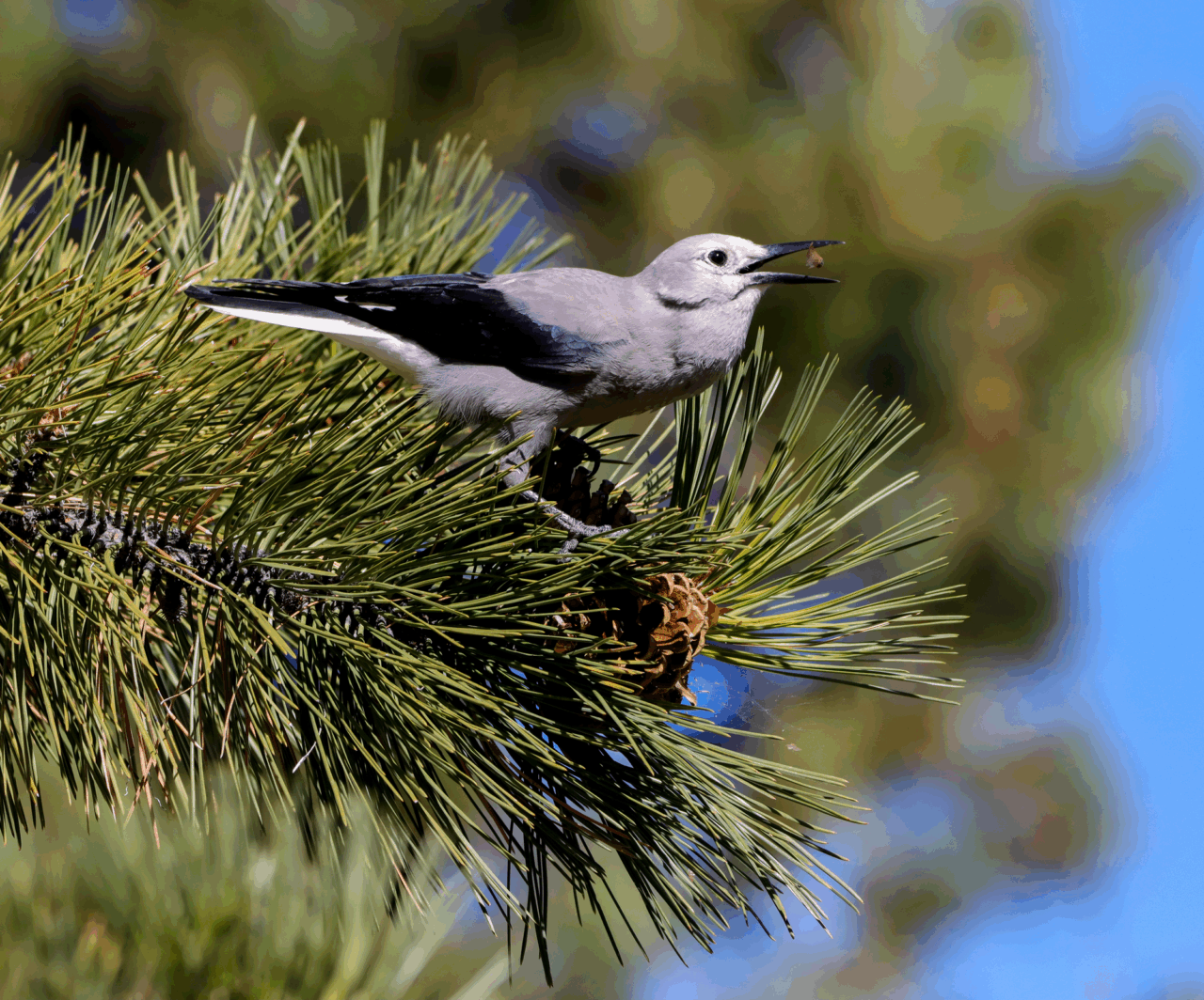 Clark's Nutcracker CREATOR Kristy Behnke
