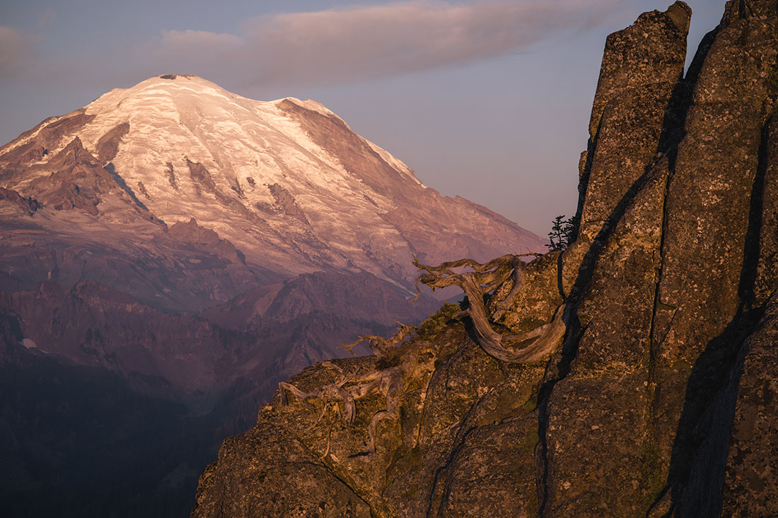 The gnarled trunk of a whitebark pine holds strongly to the side of a cliff in the Central Cascades mountains as the sun rises over Mount Rainier.