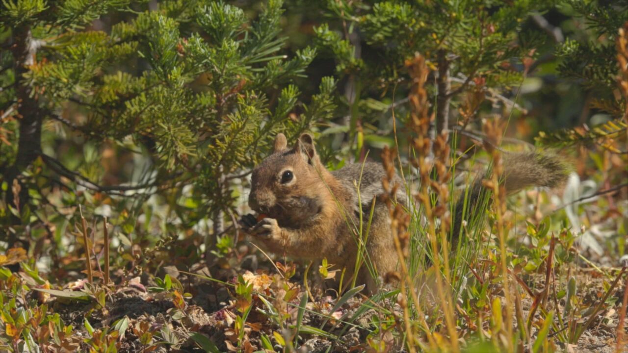 More than 20 different wildlife species rely on whitebark pine seeds, which contain more calories per gram than chocolate, as a key source of nutrition.