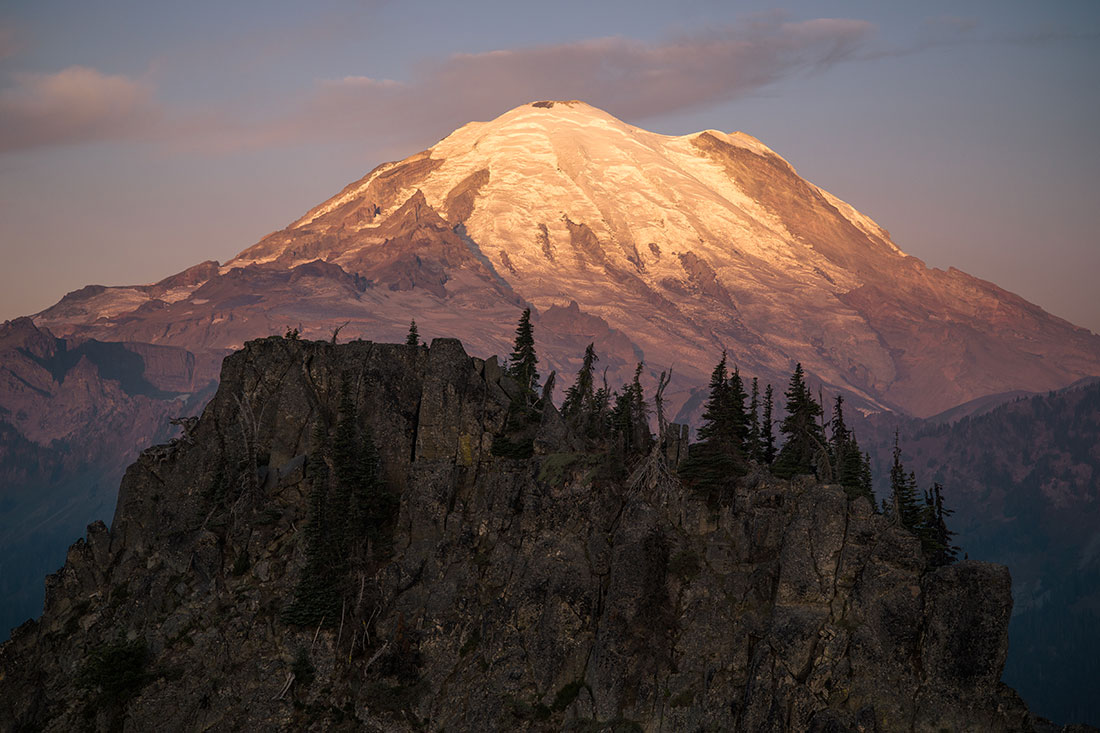 Whitebark pine in Mount Rainier National Park.