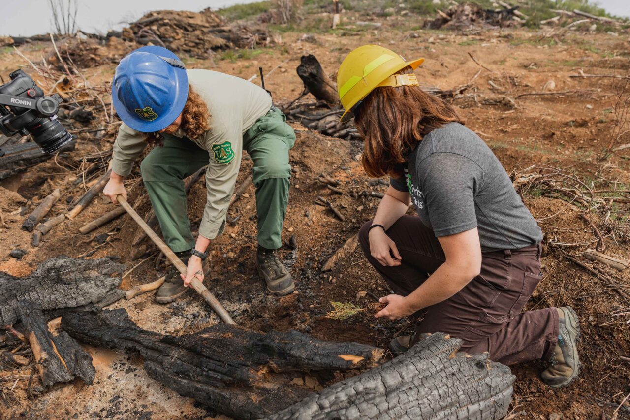 Joshua Miller, with the U.S. Forest Service and Caitlin Edelmuth, an American Forests' Cone Corps member, work together to plant a giant sequoia seedling on the Sequoia National Forest.