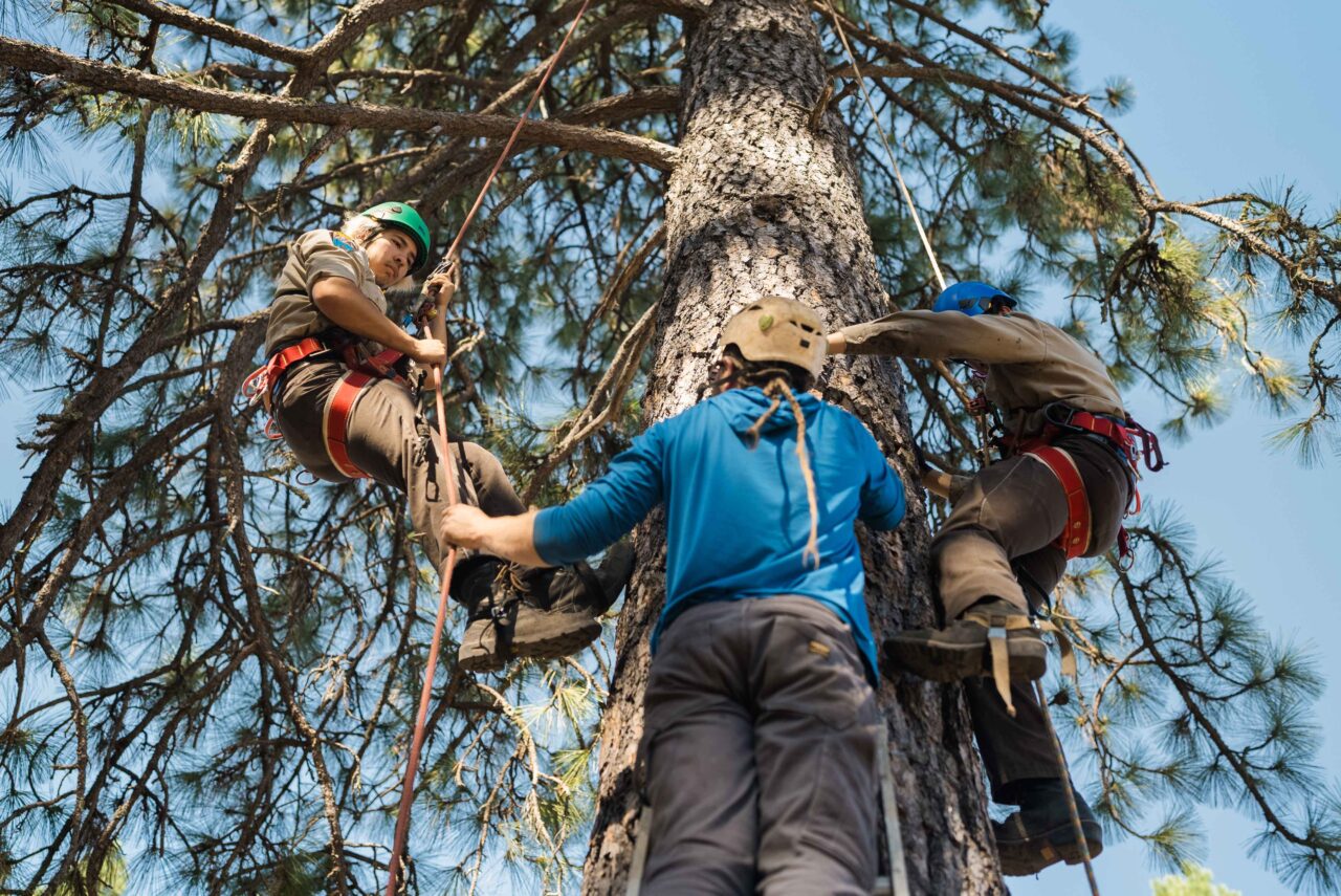 A climbing instructor and two trainees from the California Conservation Corps practice safely ascending a Ponderosa pine during a training at the Greenwood CCC center as part of a climbing-focused Cone Camp in August 2024.