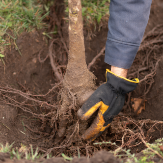 Close-up of tree going in the ground for planting.
