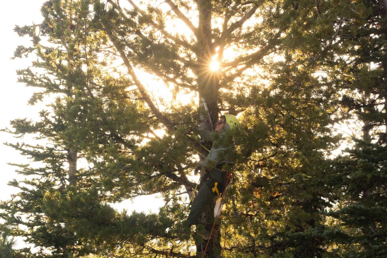 Bernhard collects 35 cones from a whitebark pine identified as a “plus” tree or candidate showing strong signs of natural resistance to blister rust. The seeds from the cones she collects will aid in future-season restoration efforts.