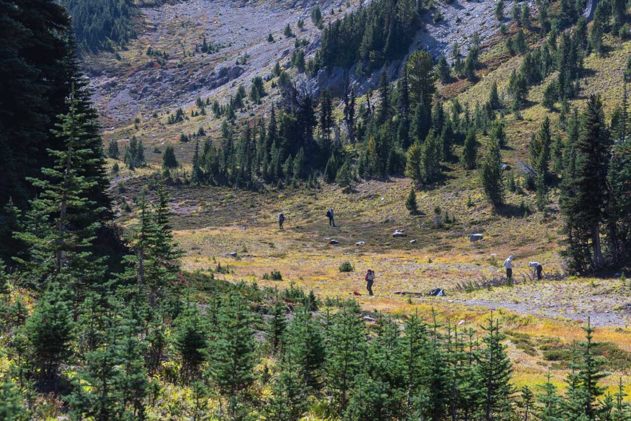 Bernhard, a crew of National Park Service colleagues and contractors spent five days in Mount Rainier National Park in September 2025 conducting cone collection and direct seeding as part of broader efforts to save the whitebark pine under a five-year agreement to restore the species in national parks across its range.