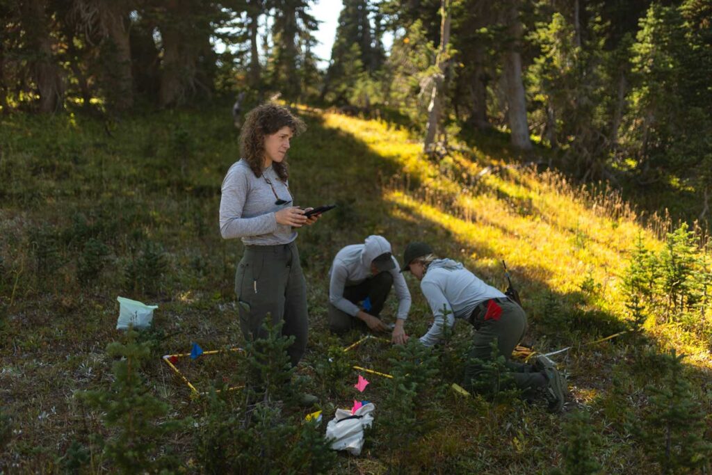Ever Bernhard and NPS staff conduct direct seeding in Mount Rainier National Park