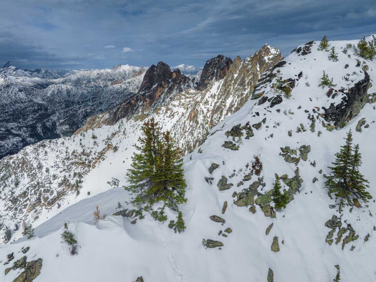 The whitebark pine serves as a keystone species within many high-elevation landscapes, meaning that the health of the entire ecosystem is dependent upon it.