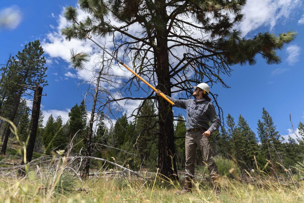 Because of cross-sector collaborative efforts, cone collection on the Fremont-Winema in 2024 by Rose and others resulted in thousands of bushels of cones collected for future restoration activities. "Ultimately, the cone crop was the effort of the forest itself, but the work that we put in to identify the areas for collection and all the work that was done across boundaries to make sure that it happened and that it happened at the scale that it did, that was incredible," Rose says.