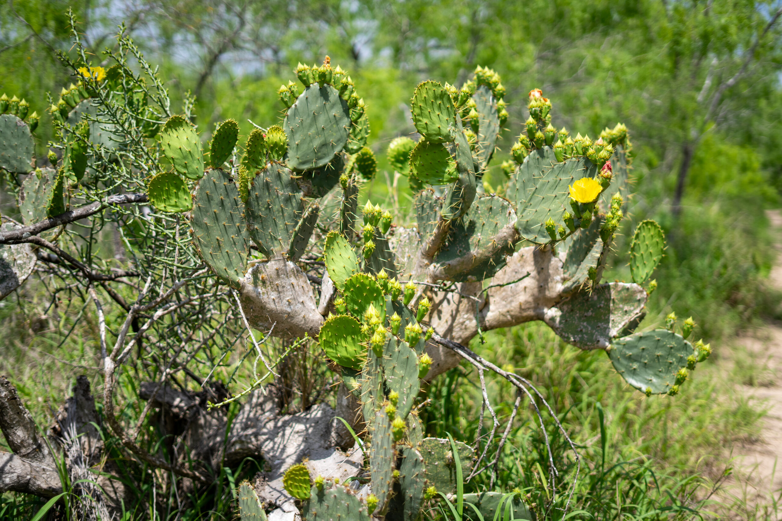 Prickly pear cactus with yellow blooms in Rio Grande Valley thornforest